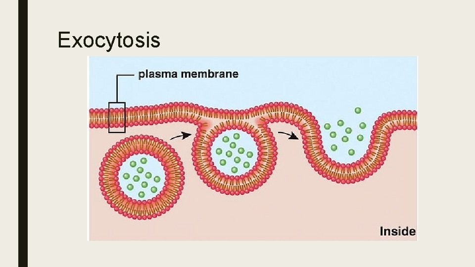 Exocytosis 