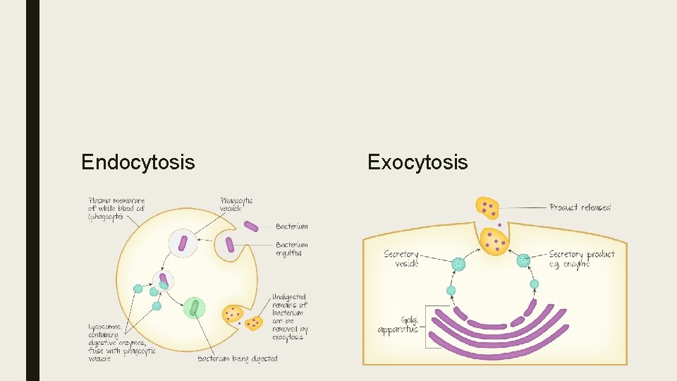 Endocytosis Exocytosis 