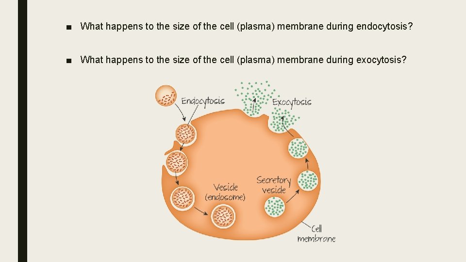 ■ What happens to the size of the cell (plasma) membrane during endocytosis? ■