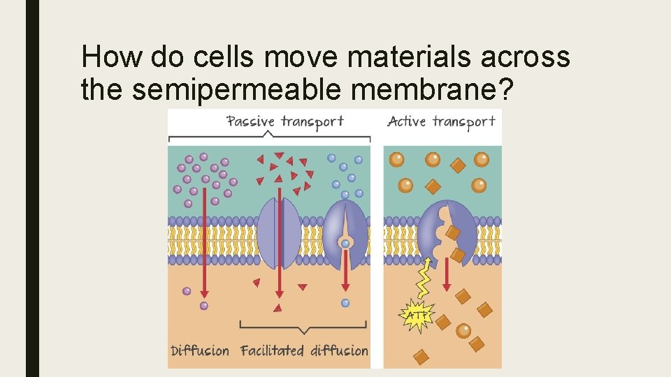 How do cells move materials across the semipermeable membrane? 