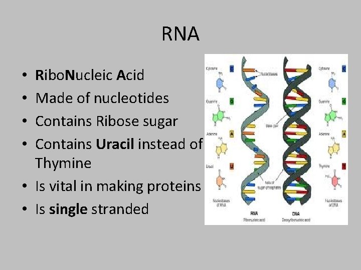 RNA Ribo. Nucleic Acid Made of nucleotides Contains Ribose sugar Contains Uracil instead of