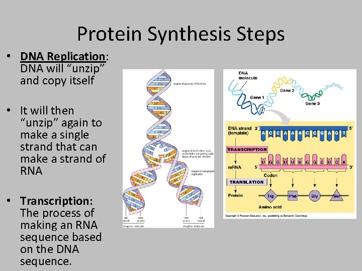 Protein Synthesis Steps • DNA Replication: DNA will “unzip” and copy itself • It