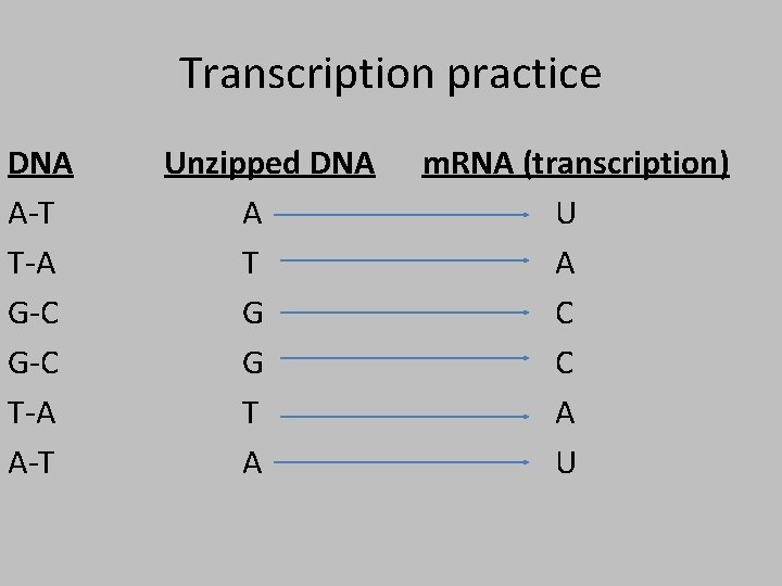 Transcription practice DNA A-T T-A G-C T-A A-T Unzipped DNA A T G G