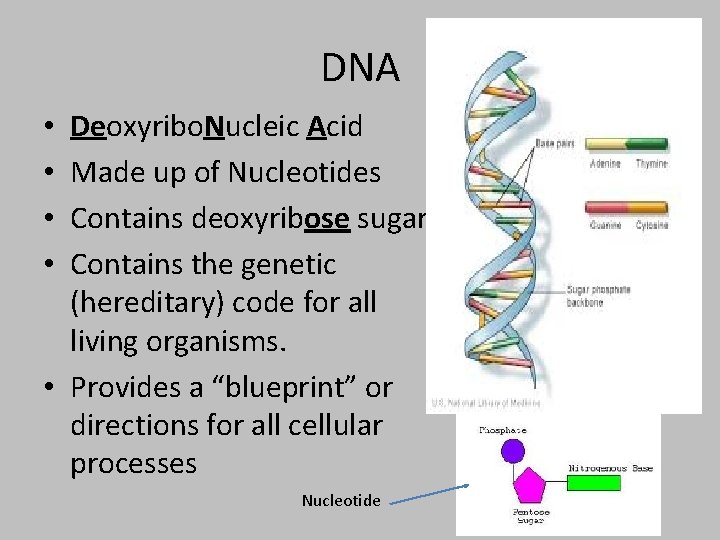 DNA Deoxyribo. Nucleic Acid Made up of Nucleotides Contains deoxyribose sugar Contains the genetic