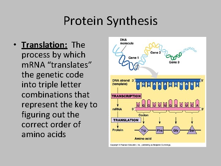 Protein Synthesis • Translation: The process by which m. RNA “translates” the genetic code