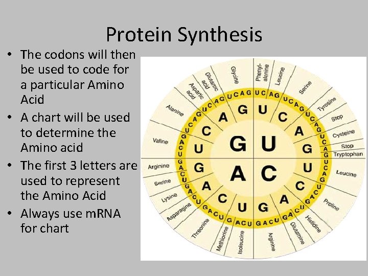 Protein Synthesis • The codons will then be used to code for a particular