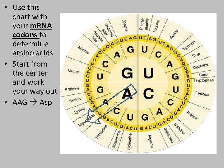  • Use this chart with your m. RNA codons to determine amino acids