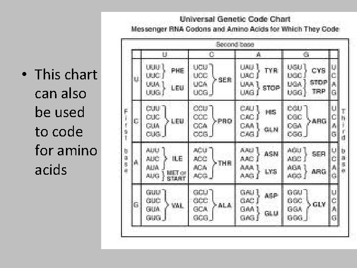  • This chart can also be used to code for amino acids 