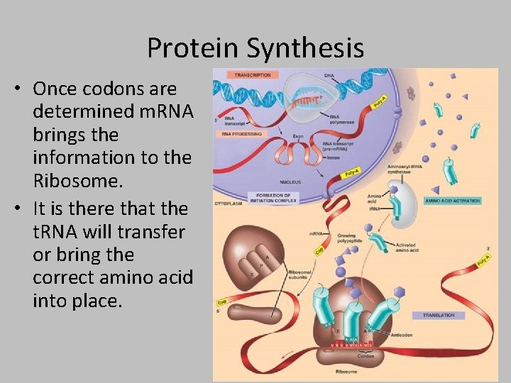 Protein Synthesis • Once codons are determined m. RNA brings the information to the