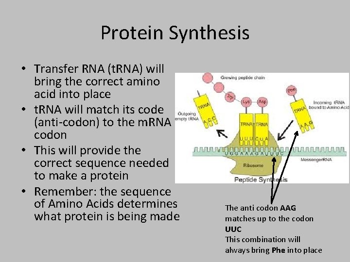 Protein Synthesis • Transfer RNA (t. RNA) will bring the correct amino acid into
