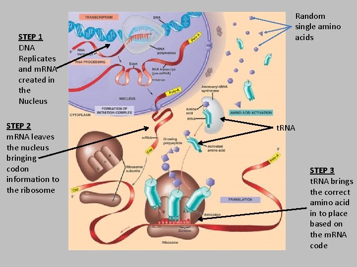 STEP 1 DNA Replicates and m. RNA created in the Nucleus STEP 2 m.