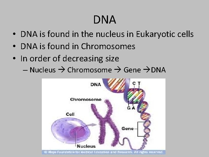 DNA • DNA is found in the nucleus in Eukaryotic cells • DNA is