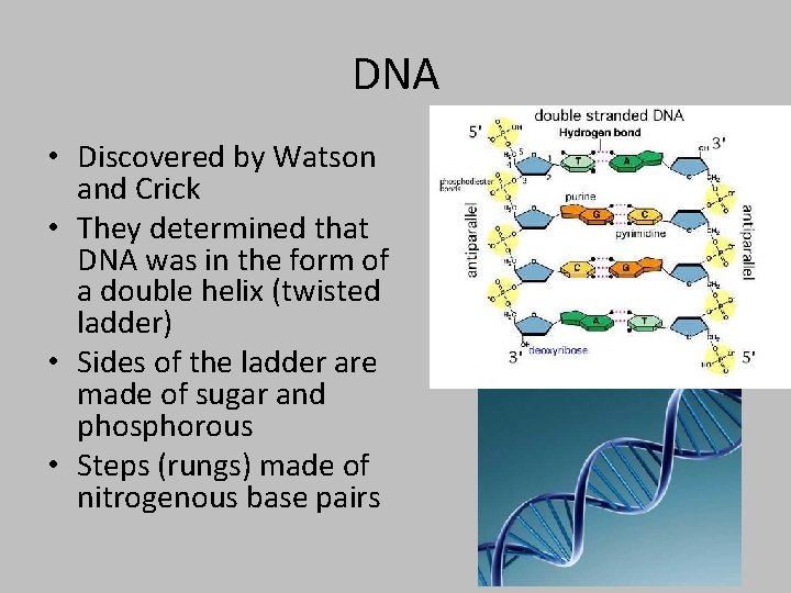 DNA • Discovered by Watson and Crick • They determined that DNA was in