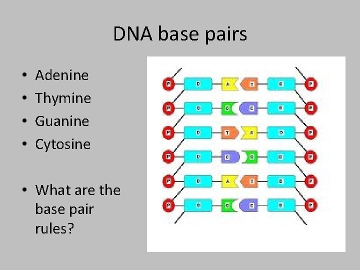 DNA base pairs • • Adenine Thymine Guanine Cytosine • What are the base