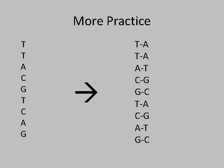 More Practice T T A C G T C A G T-A A-T C-G