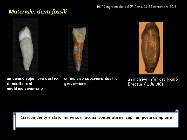 Materiale: denti fossili un canino superiore destro di adulto dal neolitico sahariano 101° Congresso