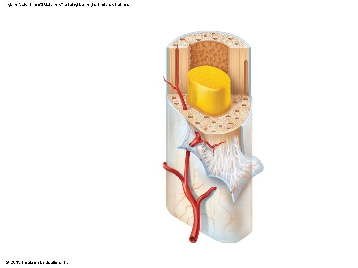 Figure 5. 3 c The structure of a long bone (humerus of arm). ©