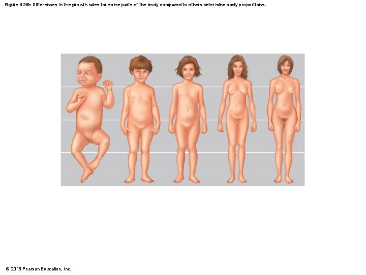 Figure 5. 35 b Differences in the growth rates for some parts of the
