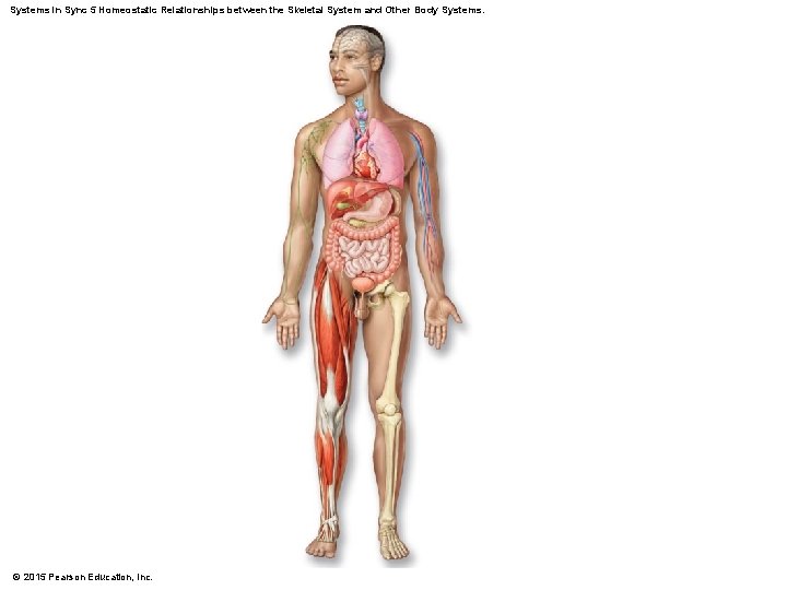 Systems in Sync 5 Homeostatic Relationships between the Skeletal System and Other Body Systems.