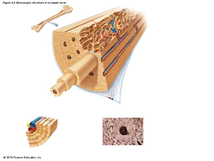 Figure 5. 4 Microscopic structure of compact bone. © 2015 Pearson Education, Inc. 