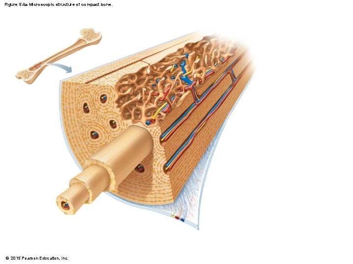 Figure 5. 4 a Microscopic structure of compact bone. © 2015 Pearson Education, Inc.
