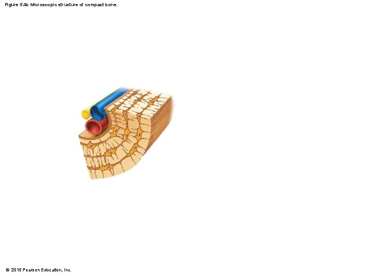 Figure 5. 4 b Microscopic structure of compact bone. © 2015 Pearson Education, Inc.