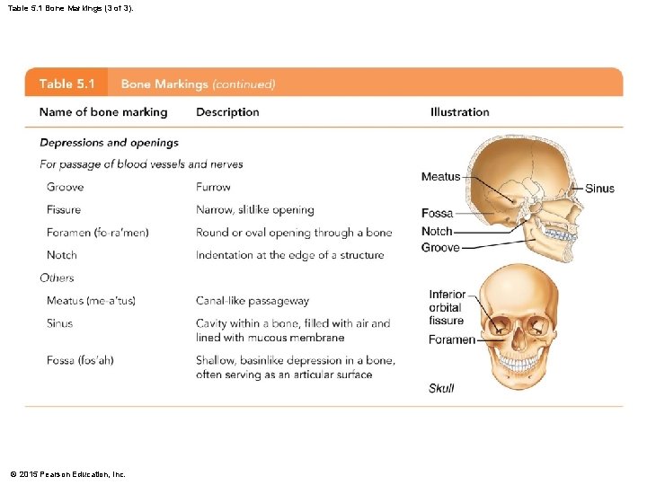 Table 5. 1 Bone Markings (3 of 3). © 2015 Pearson Education, Inc. 