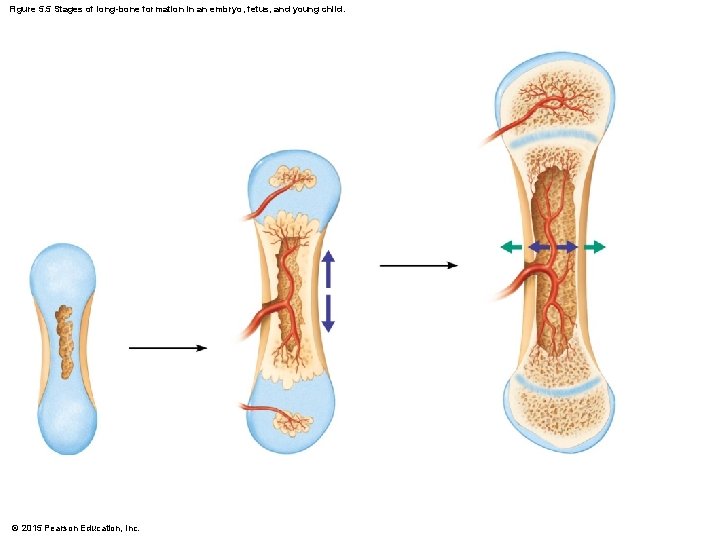 Figure 5. 5 Stages of long-bone formation in an embryo, fetus, and young child.
