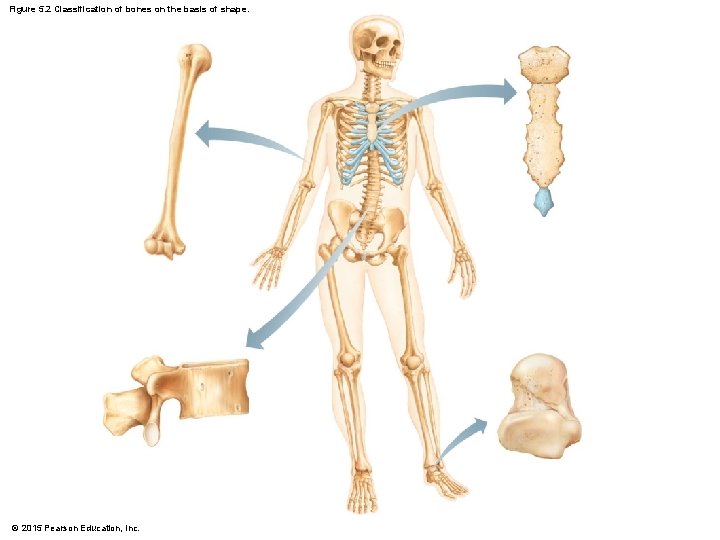 Figure 5. 2 Classification of bones on the basis of shape. © 2015 Pearson