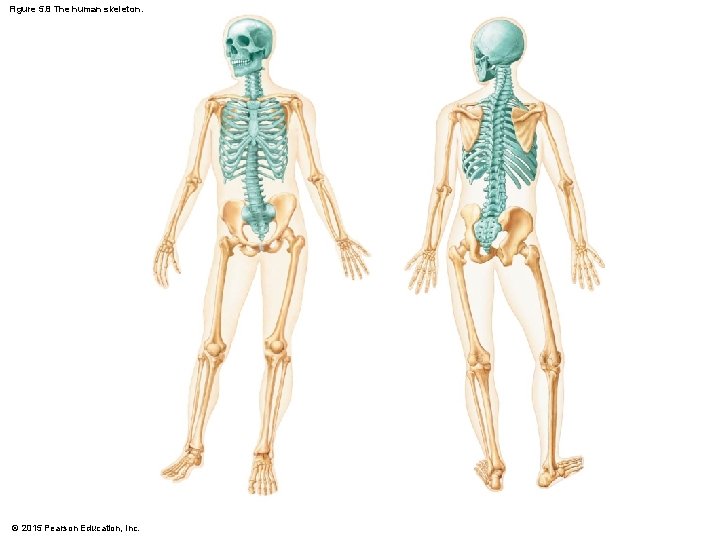 Figure 5. 8 The human skeleton. © 2015 Pearson Education, Inc. 