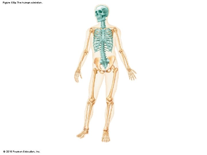Figure 5. 8 a The human skeleton. © 2015 Pearson Education, Inc. 