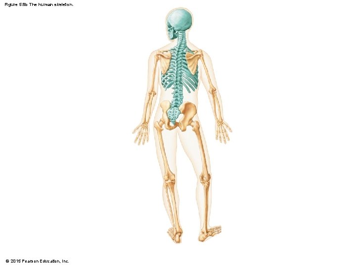 Figure 5. 8 b The human skeleton. © 2015 Pearson Education, Inc. 
