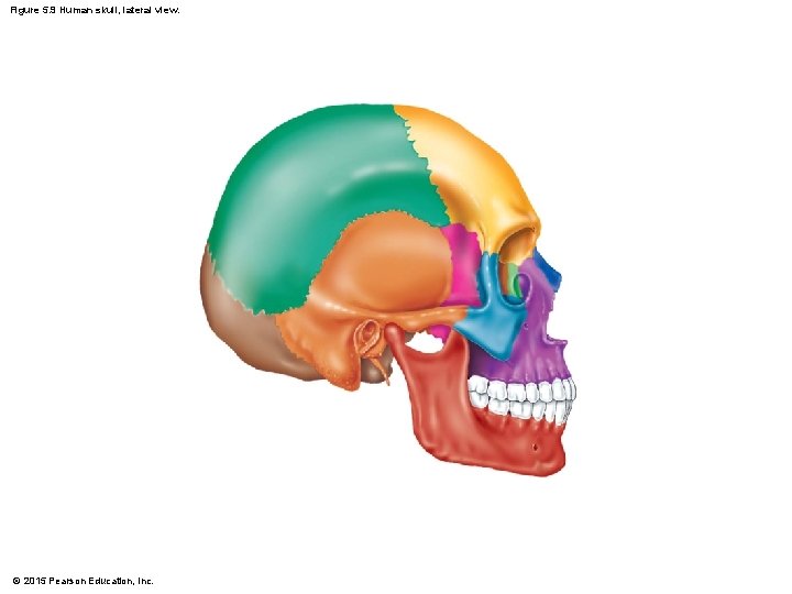 Figure 5. 9 Human skull, lateral view. © 2015 Pearson Education, Inc. 