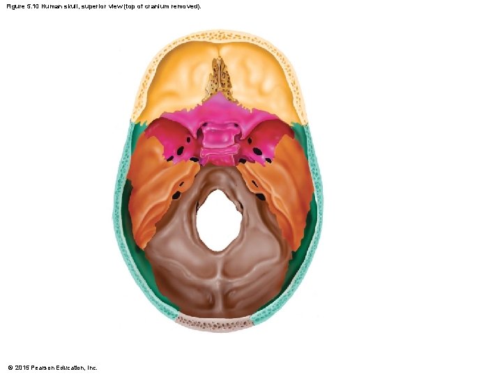 Figure 5. 10 Human skull, superior view (top of cranium removed). © 2015 Pearson