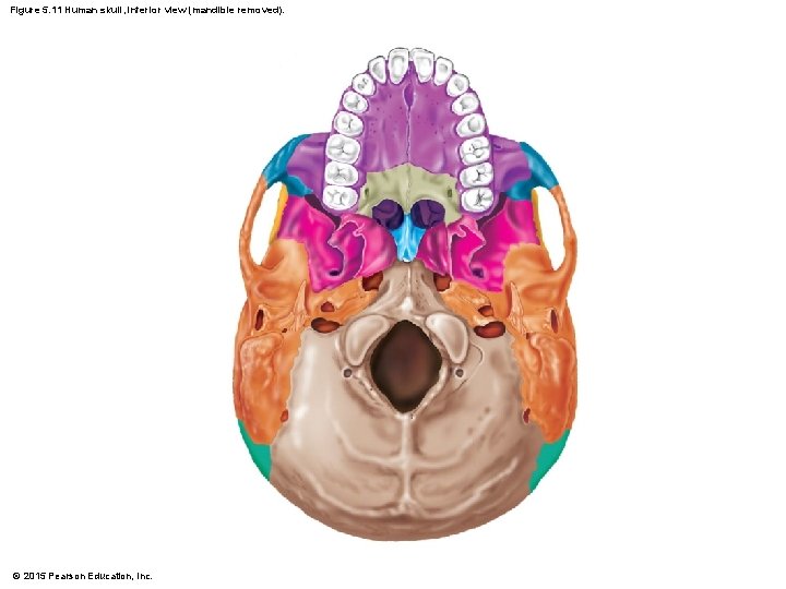 Figure 5. 11 Human skull, inferior view (mandible removed). © 2015 Pearson Education, Inc.
