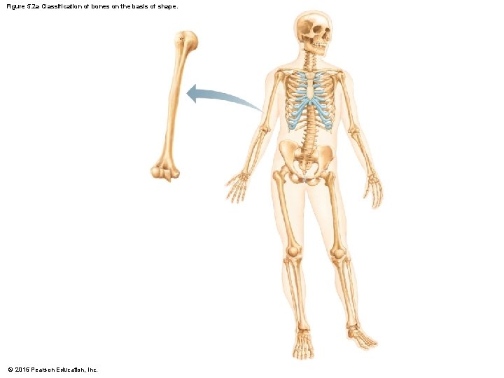 Figure 5. 2 a Classification of bones on the basis of shape. © 2015