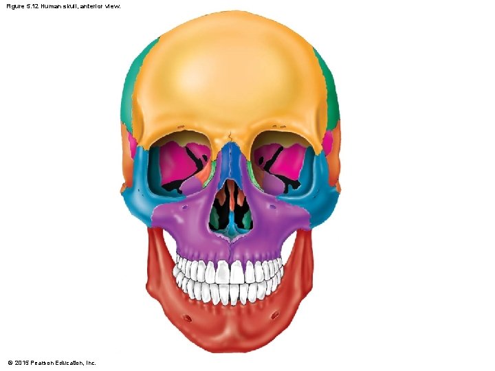 Figure 5. 12 Human skull, anterior view. © 2015 Pearson Education, Inc. 
