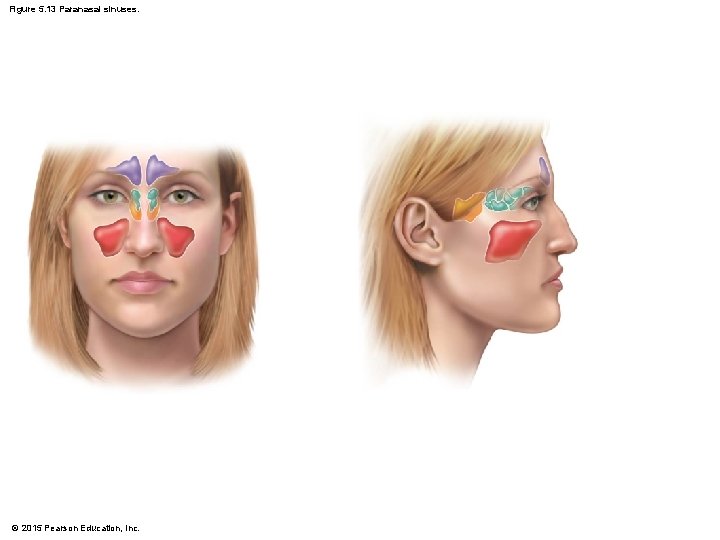 Figure 5. 13 Paranasal sinuses. © 2015 Pearson Education, Inc. 