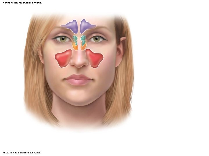 Figure 5. 13 a Paranasal sinuses. © 2015 Pearson Education, Inc. 