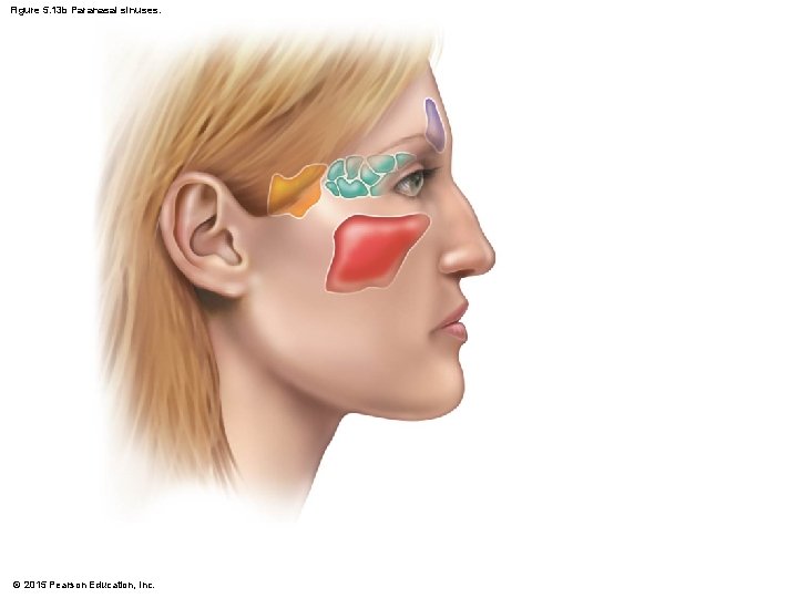 Figure 5. 13 b Paranasal sinuses. © 2015 Pearson Education, Inc. 