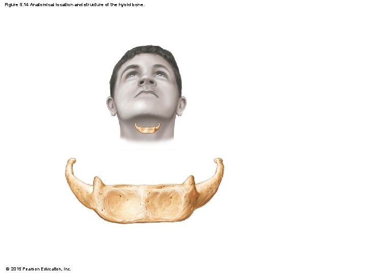 Figure 5. 14 Anatomical location and structure of the hyoid bone. © 2015 Pearson