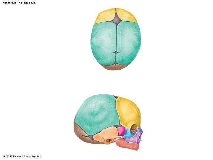 Figure 5. 15 The fetal skull. © 2015 Pearson Education, Inc. 