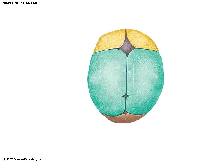 Figure 5. 15 a The fetal skull. © 2015 Pearson Education, Inc. 