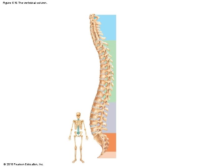 Figure 5. 16 The vertebral column. © 2015 Pearson Education, Inc. 