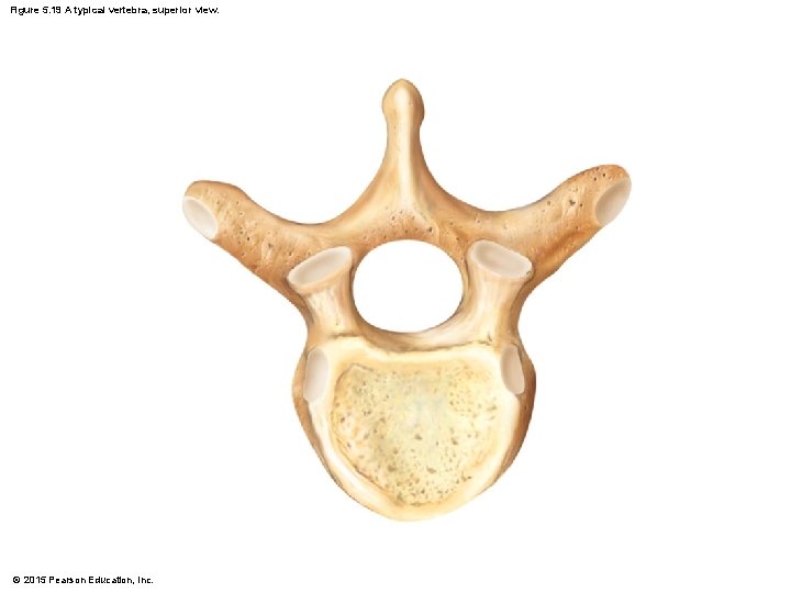 Figure 5. 19 A typical vertebra, superior view. © 2015 Pearson Education, Inc. 