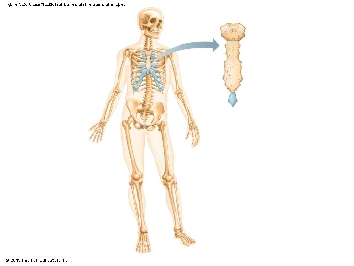 Figure 5. 2 c Classification of bones on the basis of shape. © 2015