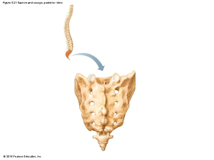 Figure 5. 21 Sacrum and coccyx, posterior view. © 2015 Pearson Education, Inc. 