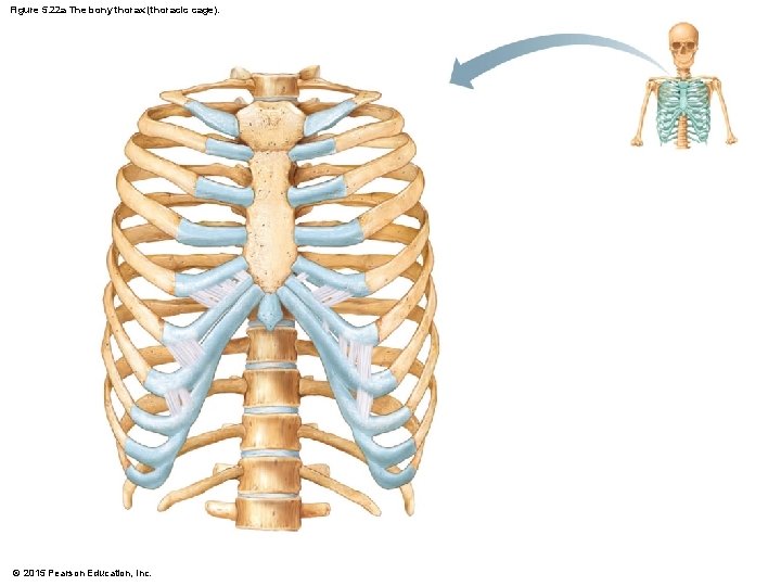 Figure 5. 22 a The bony thorax (thoracic cage). © 2015 Pearson Education, Inc.