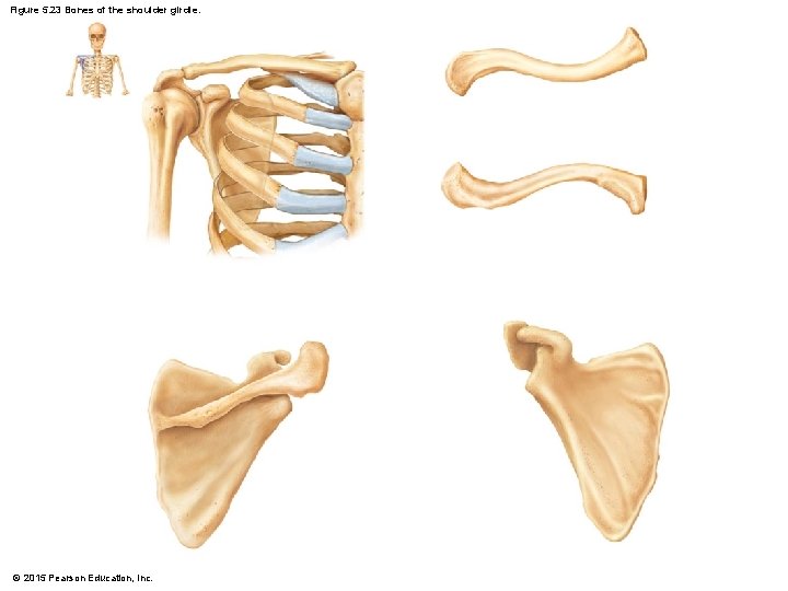 Figure 5. 23 Bones of the shoulder girdle. © 2015 Pearson Education, Inc. 