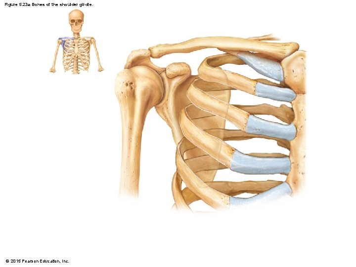 Figure 5. 23 a Bones of the shoulder girdle. © 2015 Pearson Education, Inc.